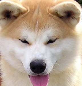 akita inu dog