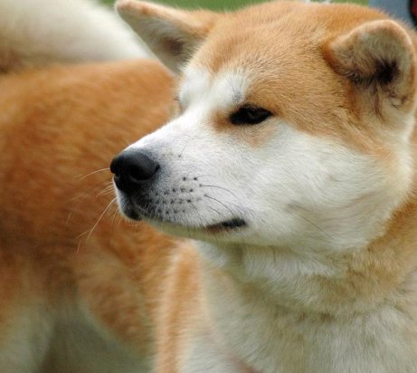 akita inu picture