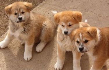 akita inu puppies