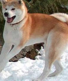 akita inu puppy