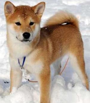 akita inu