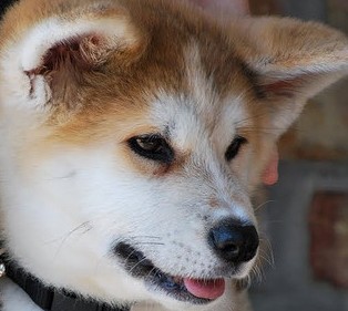 akita puppy