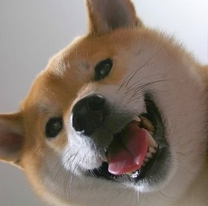 happy akita inu