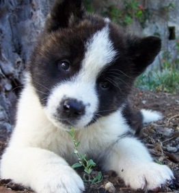 akita inu mix puppy