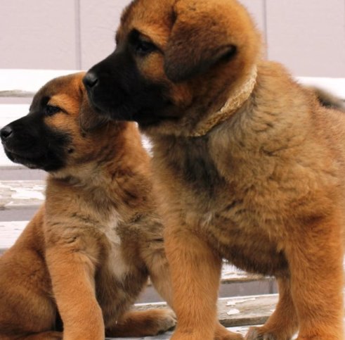 akita mix puppies