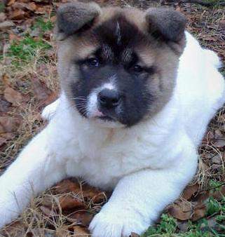 akita mix puppy