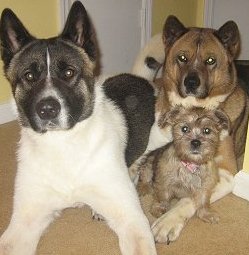 akita puppies