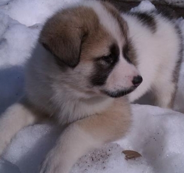 akita puppy mix