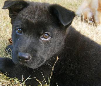 black akita puppy mix