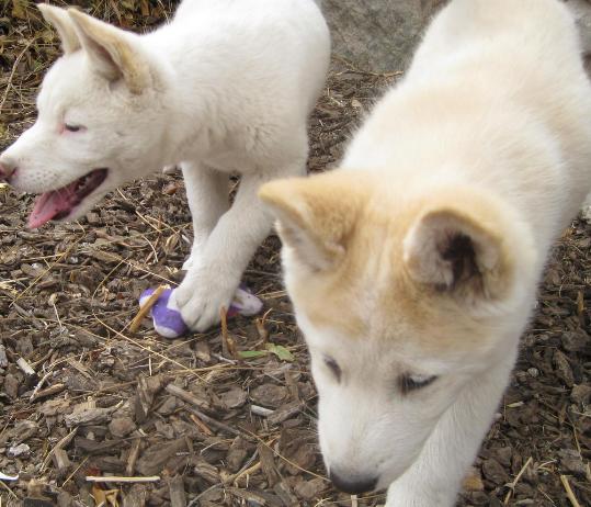 cute akita mix dogs