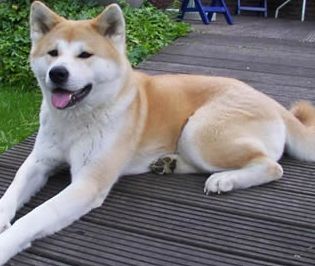 akita dog