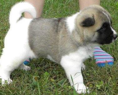akita puppies picture