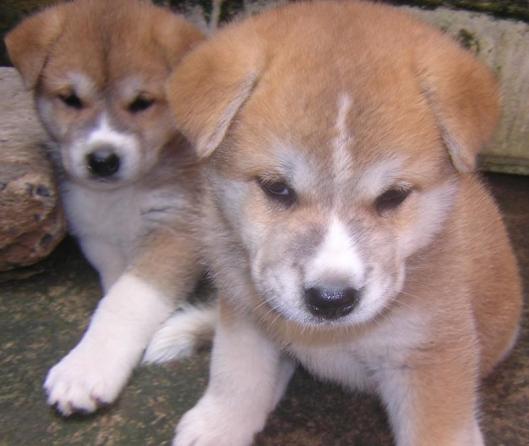 akita puppy photo