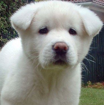 akita puppy picture