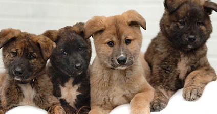 akita pups picture