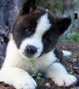 black akita puppy picture