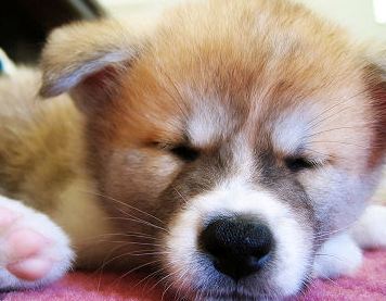 cute akita puppy picture