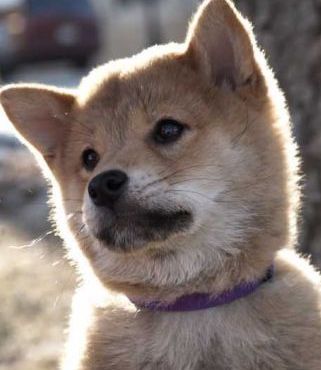 red akita picture