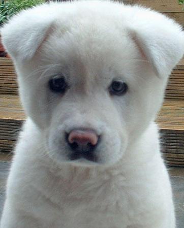 white akita picture