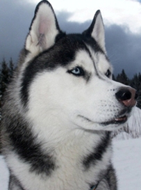 alaskan huskies photo