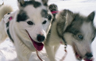 alaskan huskies