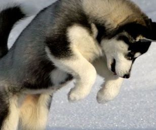 alaskan husky puppy