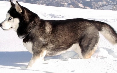 alaskan puppy