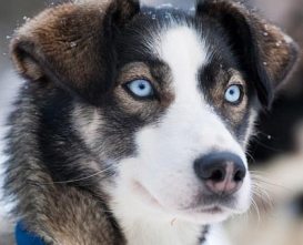 black alaskan husky