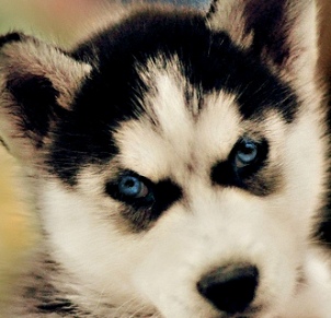 blue eye alaskan husky