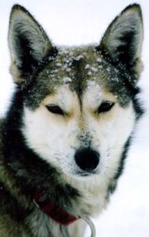 snow alaskan husky