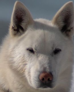 white alaskan husky