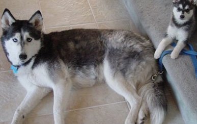 kai husky