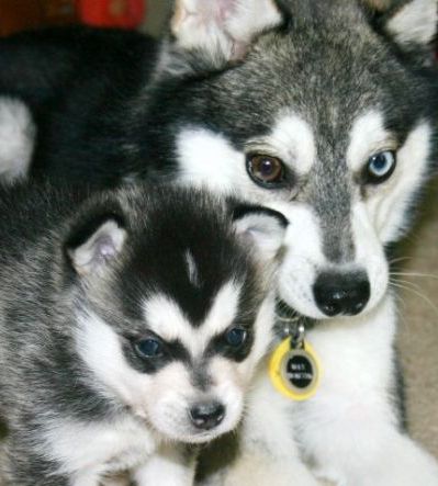 alaskan klee kai puppies