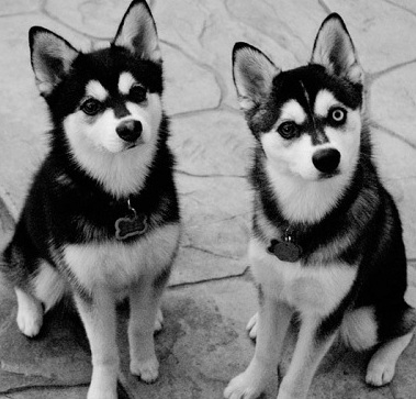 alaskan klee kai dogs