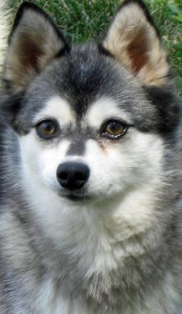 alaskan klee kai