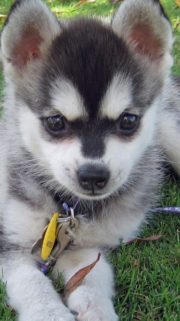 klee kai