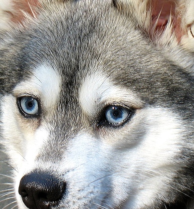 grey alaskan klee kai