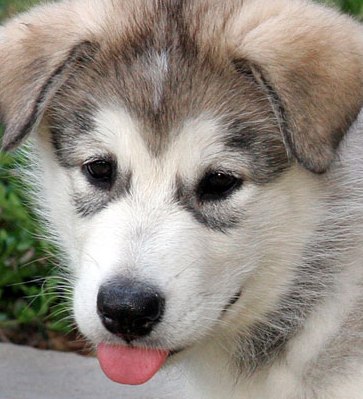 alaskan malamute breeder