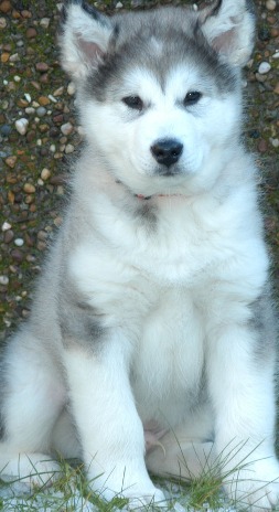 ako malamute breeder