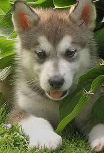 alaskan breeder