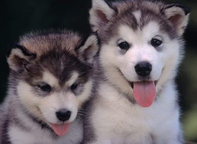 alaskan malamute breed