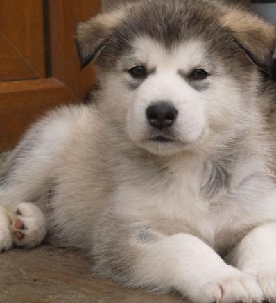 alaskan malamute puppy