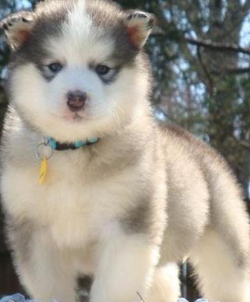 alaskan malamute