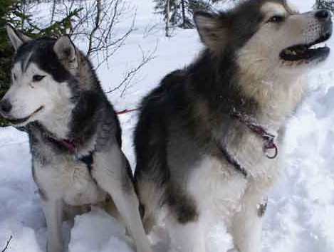 malamute breeder