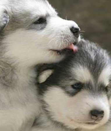 malamute puppy breeder