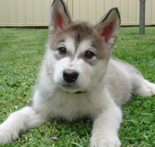 siberian malamute breeder