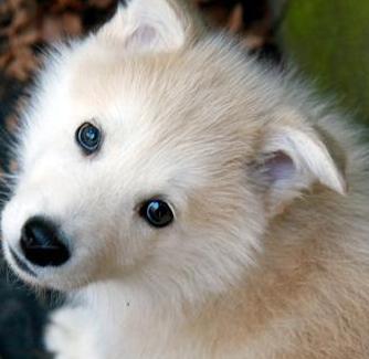 white malamute breed