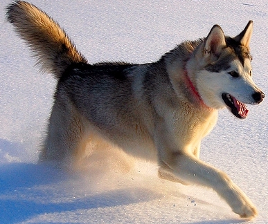 alaskan malamute dog