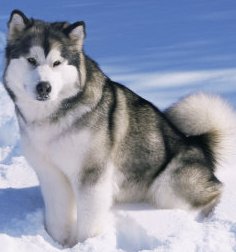 alaskan malamute dogs