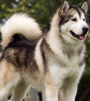 alaskan siberian dog